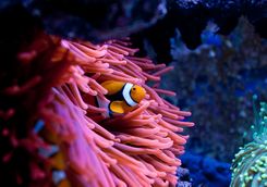 A Clown Fish