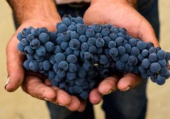 Grapes hand picked from the Douro valley