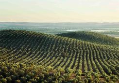 Olive Grove in Alentejo