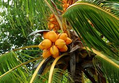 A coconut tree in the Seychelles