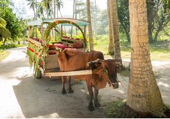 An ox pulling a cart