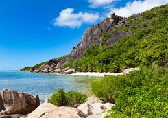 A tropical rainforest meeting a beach