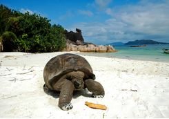 a giant tortoise in the Seychelles