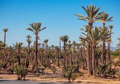 Palm Grove