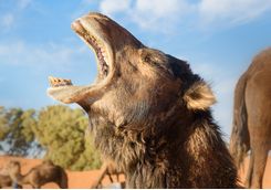 Angry Camel
