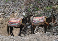 Two donkeys