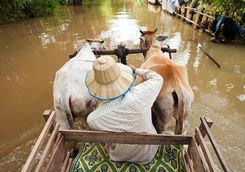 Ox and cart
