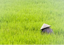Rice Paddies