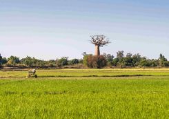 Baobab in rice field