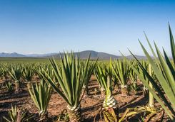 Sisal plantation