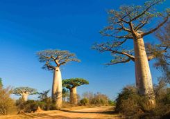 Baobabs in Madagascar
