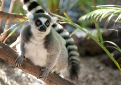 Ring tailed lemur