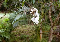 Sifaka lemur leaping