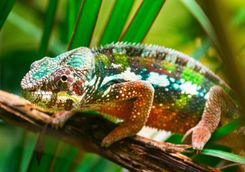 Chameleon on a tree