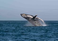 Humpback whale at Manafiafy Beach
