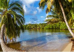 Palm trees on beach