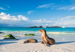 Sea lions on the beach