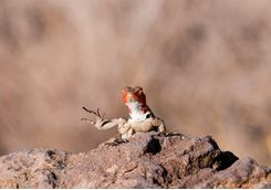 Lava lizard