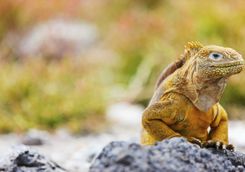 Land iguana, Galapagos