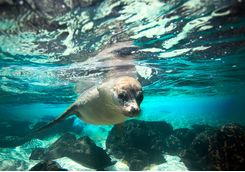 Sea lion in the Galapagos