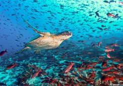 Turtle in the Galapagos