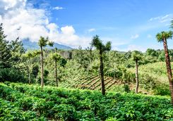 Coffee farm in Guatemala