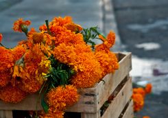 Crate of Marigolds