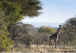 Giraffre in the Waterberg