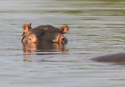 Hippo in the water