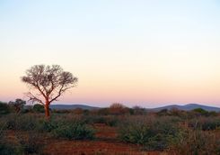 Sunrise in Madikwe