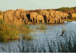 Elephants at watering hole
