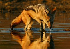 Jackal drinking
