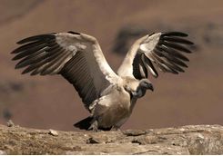 Cape Vulture