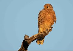 Greater kestrel