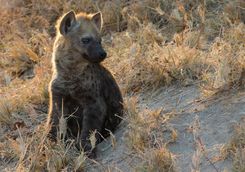 Hyena pup