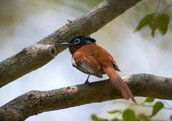 Malagasy paradise flycatcher