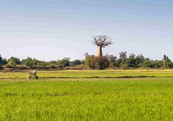 Baobab in rice field