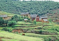 Madagascan countryside