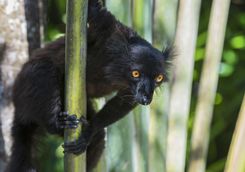 Black lemur