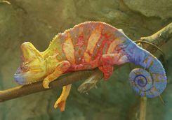 Chameleon on a tree