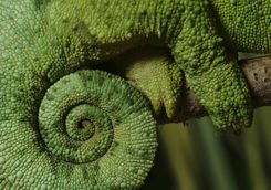 Chameleon's tail
