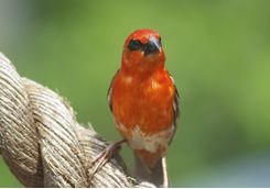 Fody bird in Madagascar