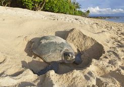 Turtle laying eggs