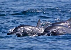 dolphins swimming