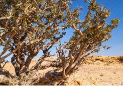 a frankincense tree