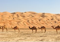 Camels lined up in the Empty Quarter