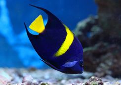 Koral Angelfish
