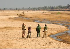 Walking safari