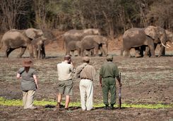 Elephants in the distance