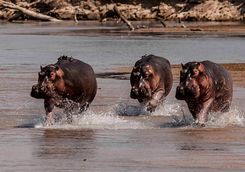 Hippos
